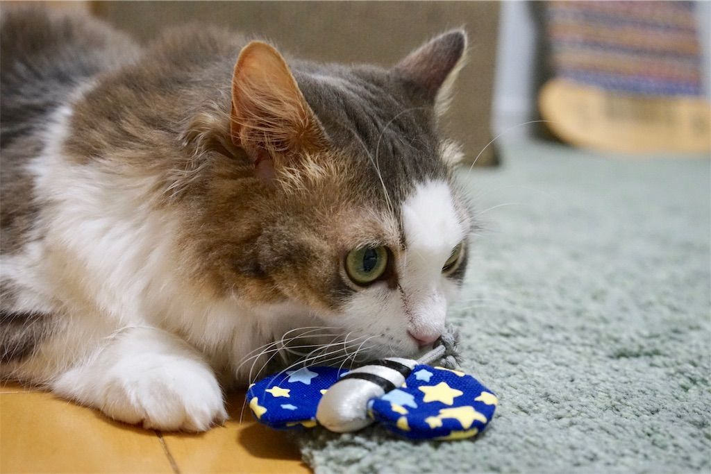 蝶のおもちゃと猫1
