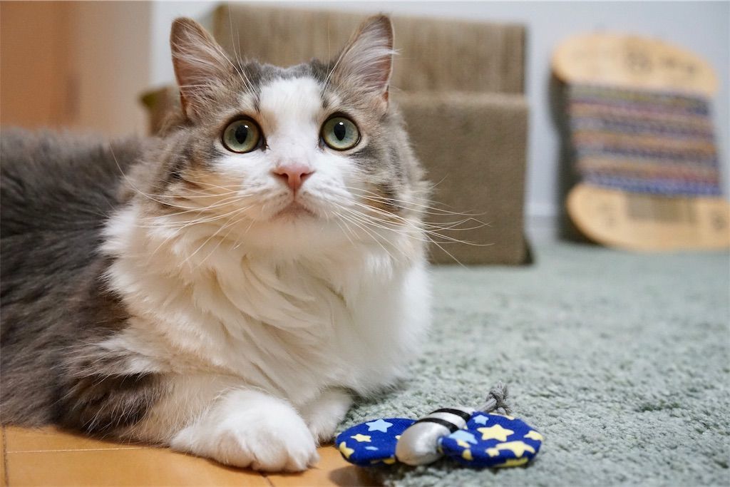 蝶のおもちゃと猫2