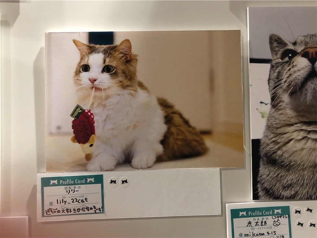 有楽町】ねこにすと9に行ってきました！ - マンチカン リリーのブログ