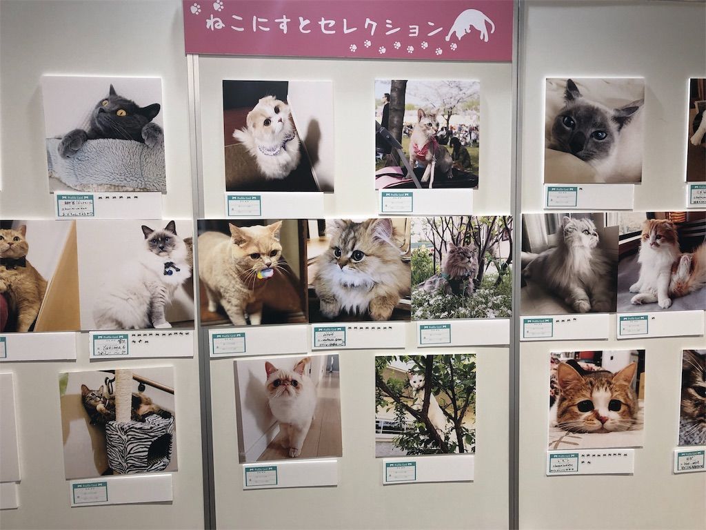 有楽町】ねこにすと9に行ってきました！ - マンチカン リリーのブログ