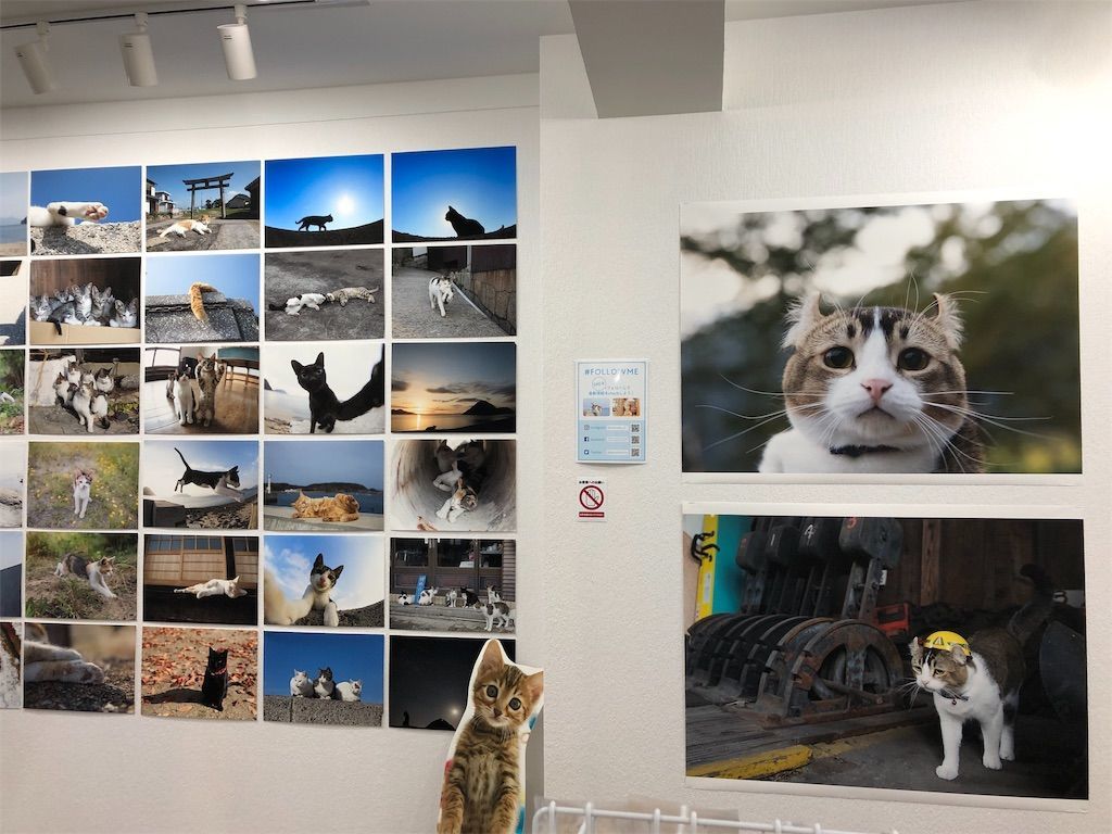 ねこ専 19に行ってきました マンチカン リリーのブログ