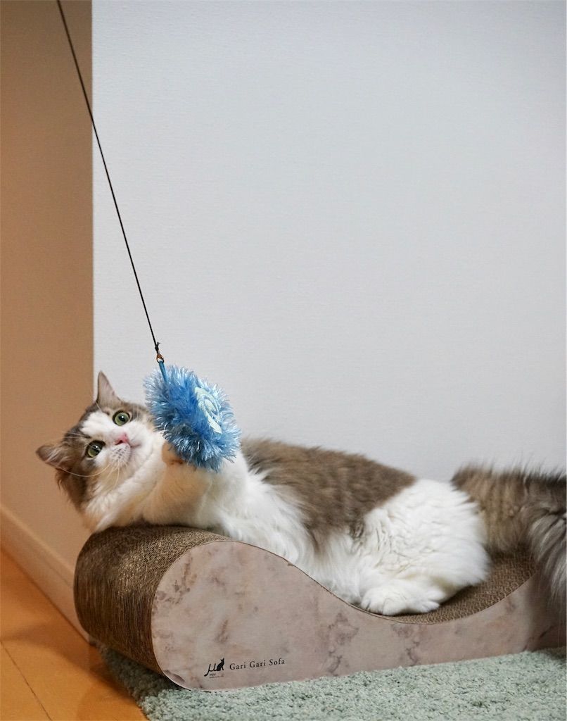 ゆらゆら人魂(ひとだま)で遊ぶ猫4