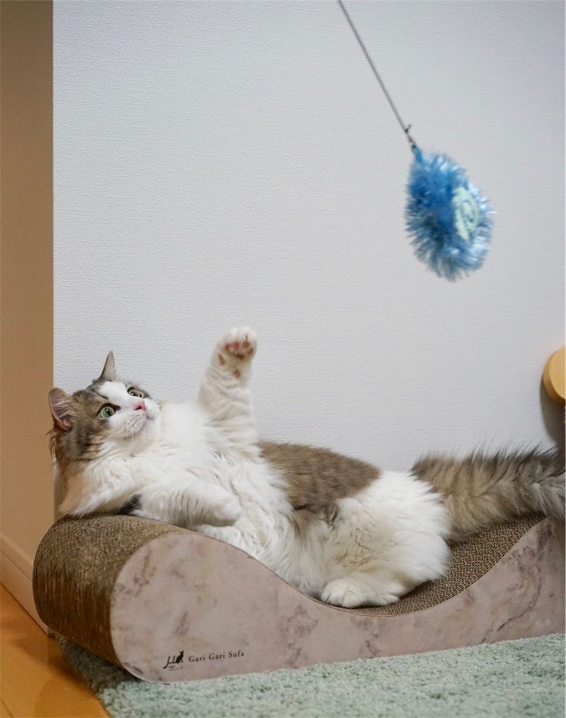 ゆらゆら人魂(ひとだま)で遊ぶ猫3