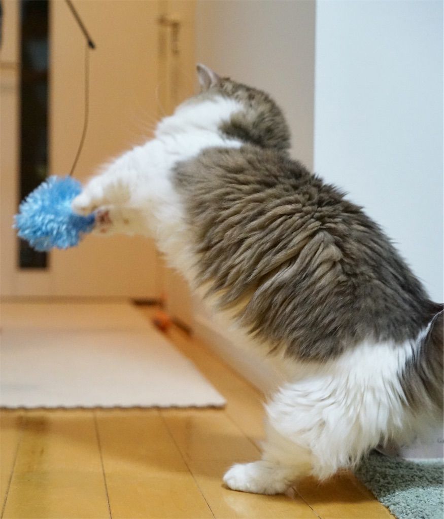 ゆらゆら人魂(ひとだま)で遊ぶ猫1