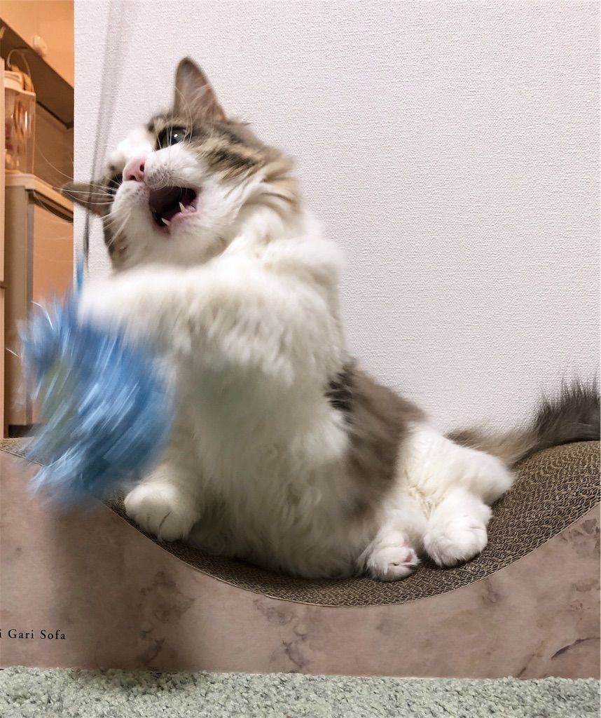 ゆらゆら人魂(ひとだま)で遊ぶ猫5