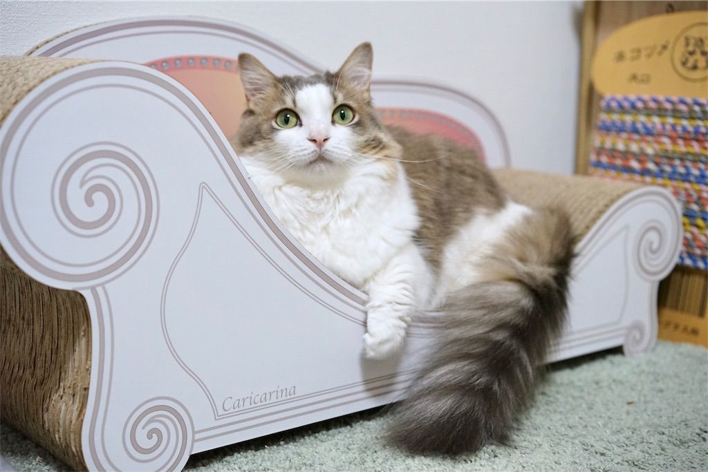 高級爪とぎカリカリーナの感想 マンチカン リリーのブログ