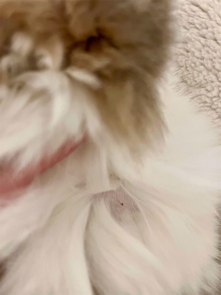 f:id:lily_22cat:20250303093301j:image