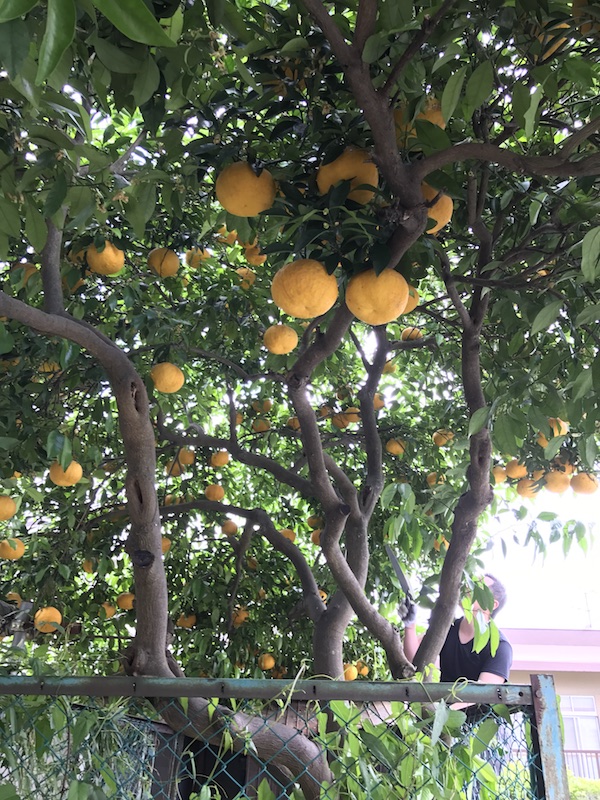 f:id:lilychaco:20190320062349j:plain