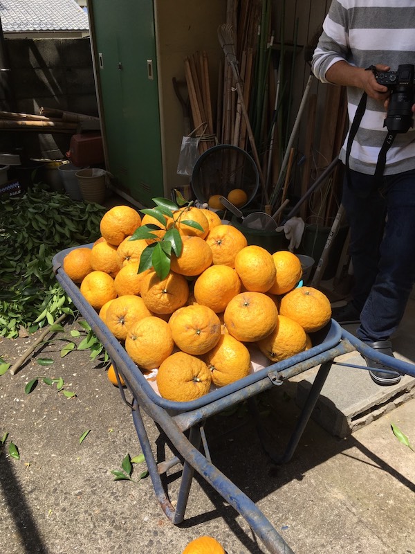 f:id:lilychaco:20190320062914j:plain