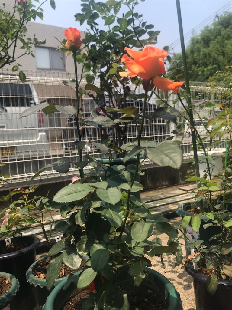 f:id:lilychaco:20190622233103j:image