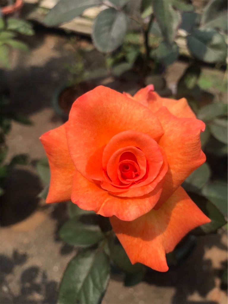 f:id:lilychaco:20190622233626j:image