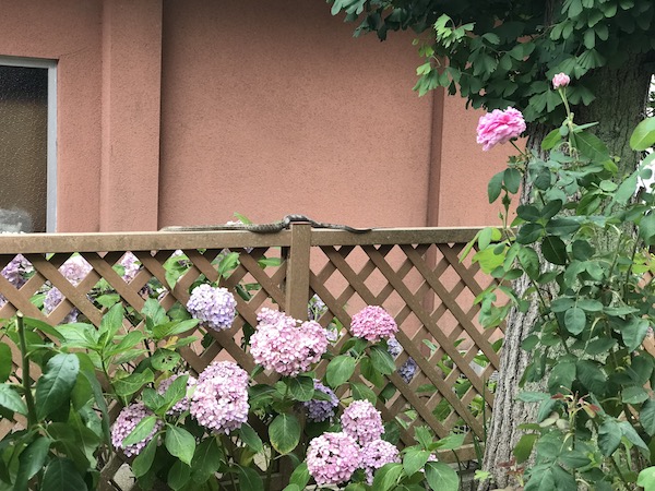 f:id:lilychaco:20190627051745j:plain