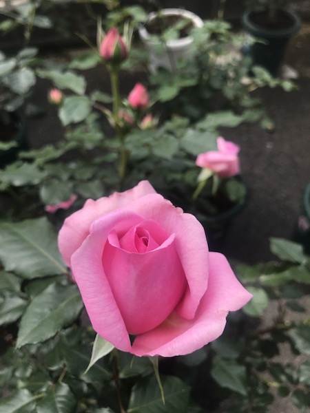 f:id:lilychaco:20190628065752j:plain