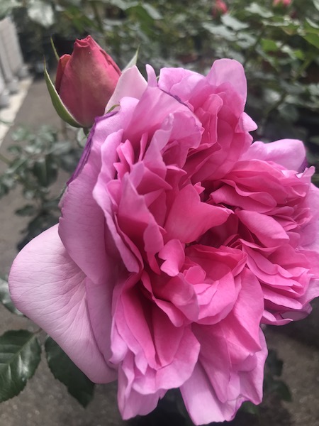 f:id:lilychaco:20190628065812j:plain