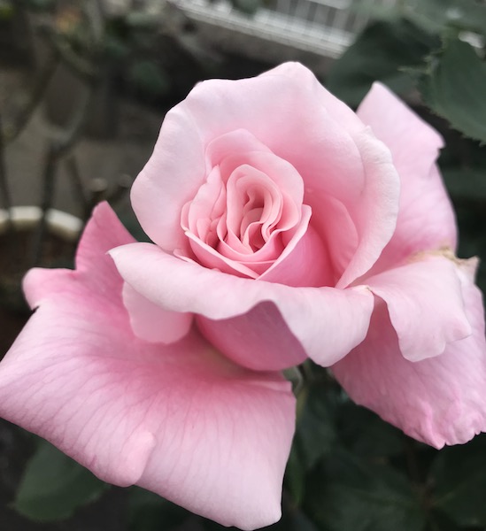 f:id:lilychaco:20190628070559j:plain