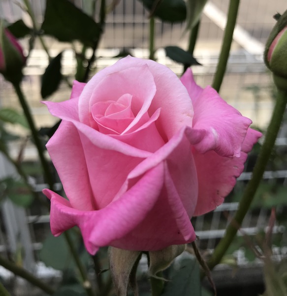 f:id:lilychaco:20190628071256j:plain