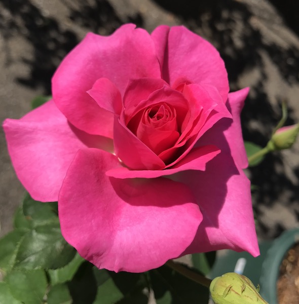 f:id:lilychaco:20190628071905j:plain