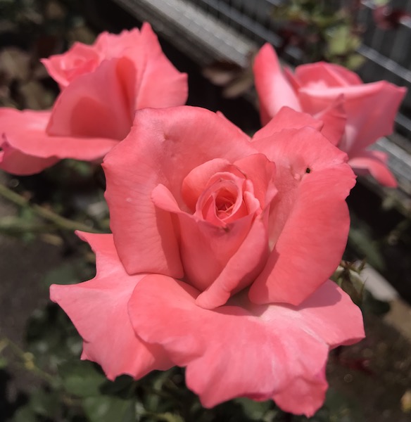 f:id:lilychaco:20190629070301j:plain