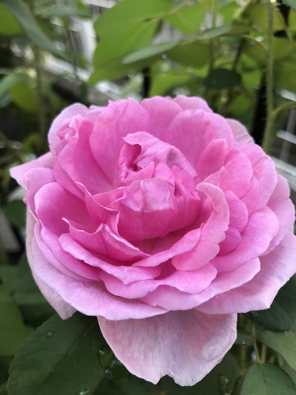 f:id:lilychaco:20190629071257j:plain