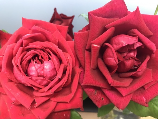 f:id:lilychaco:20190718110134j:plain