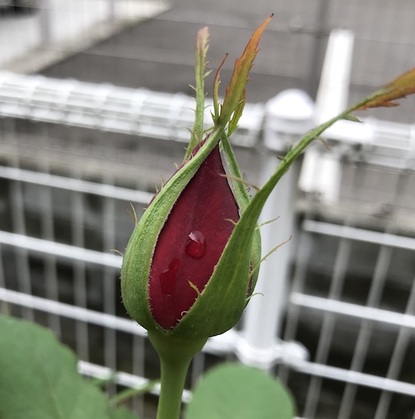f:id:lilychaco:20190718112124j:plain