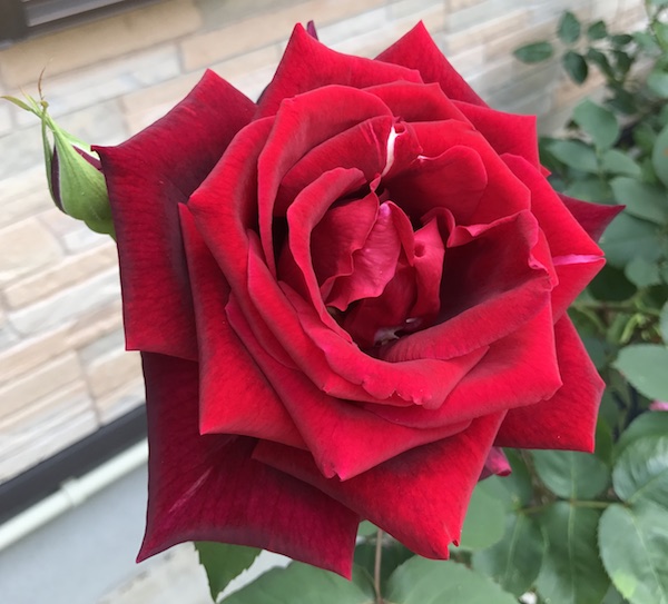 f:id:lilychaco:20190718112238j:plain