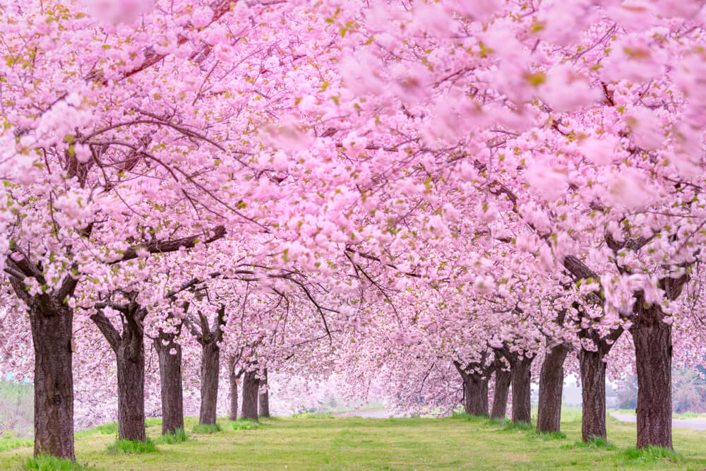 f:id:lilychaco:20200307002411j:plain f:id:lilychaco:20200307002411j:plain