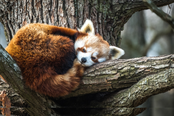 firefoxkitune