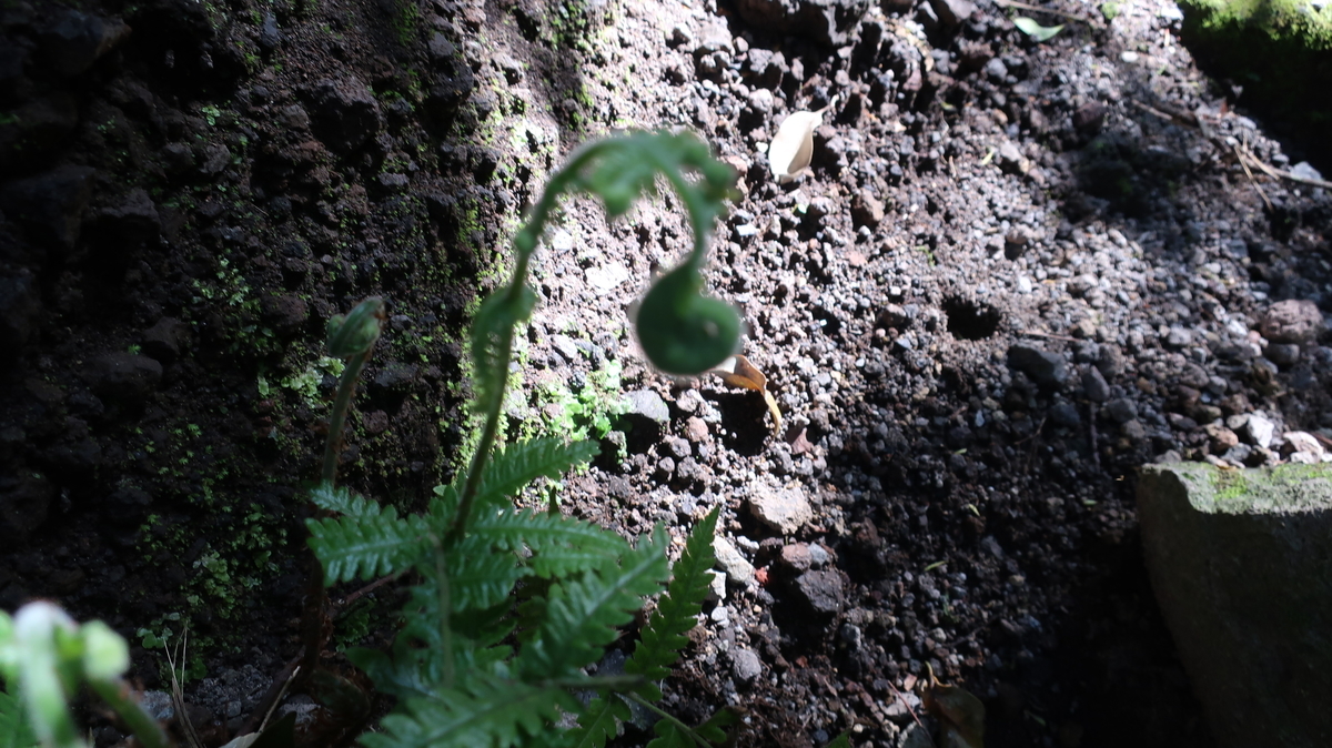 f:id:limited_time:20190321173732j:plain f:id:limited_time:20190321173732j:plain