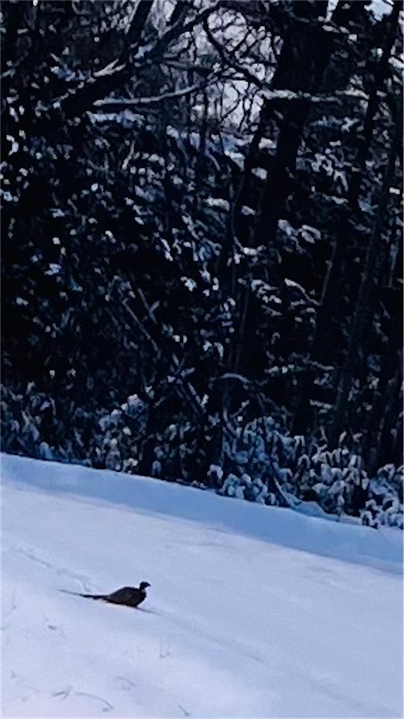 f:id:limutelemark:20260105193456j:image