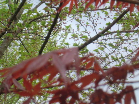 f:id:linden_mint:20120426121245j:image