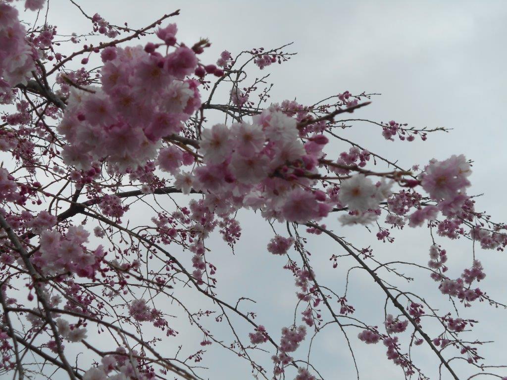 f:id:linearsagamihara:20200417153820j:plain f:id:linearsagamihara:20200417153820j:plain