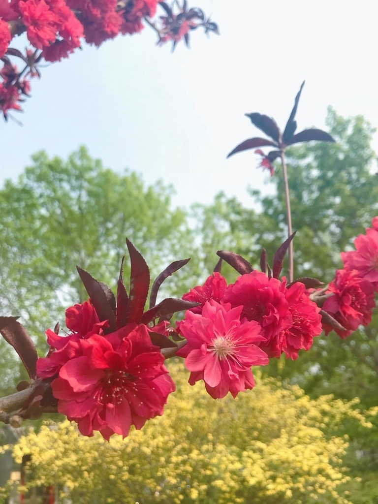 f:id:ling28china:20180421131806j:plain
