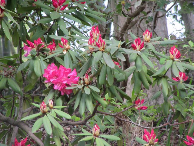 f:id:linkskomagawa:20180417172935j:plain f:id:linkskomagawa:20180417172935j:plain
