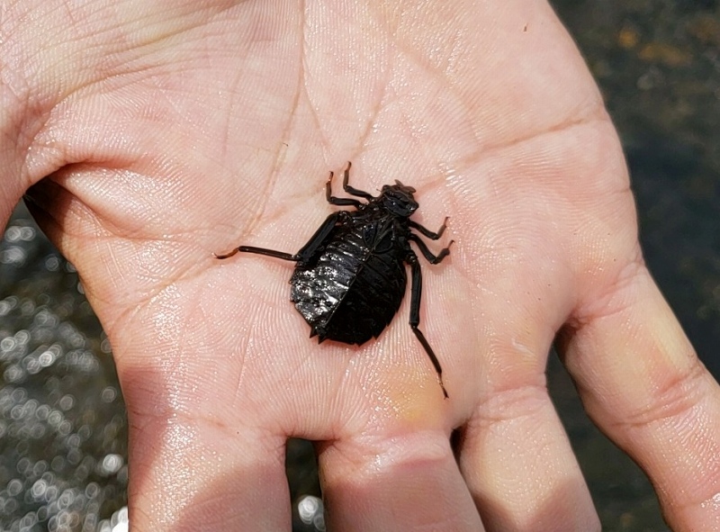 f:id:linkskomagawa:20180807034807j:plain f:id:linkskomagawa:20180807034807j:plain