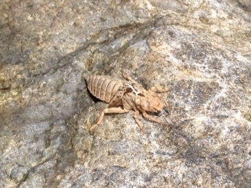 f:id:linkskomagawa:20180808221908j:plain f:id:linkskomagawa:20180808221908j:plain