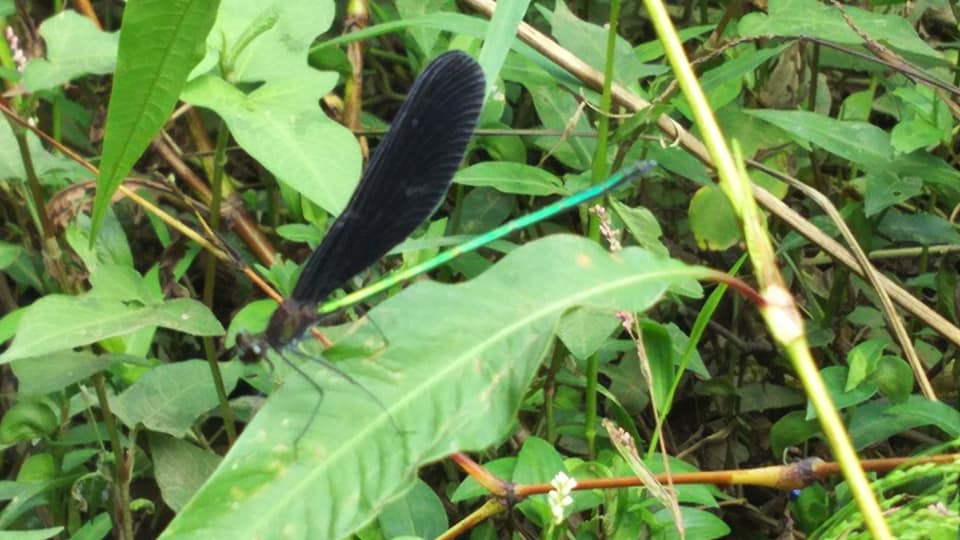 f:id:linkskomagawa:20180918013508j:plain