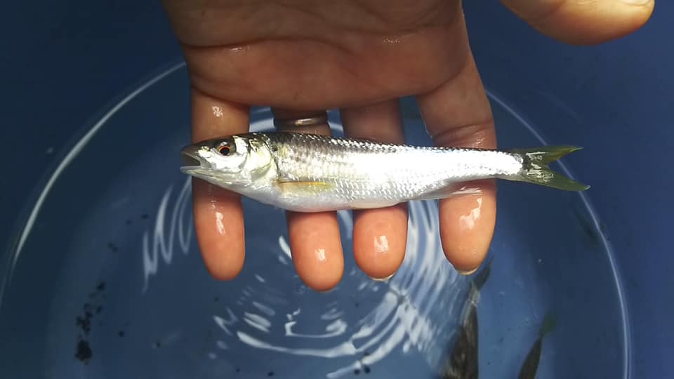 f:id:linkskomagawa:20180918013949j:plain