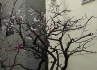 Dsc04294