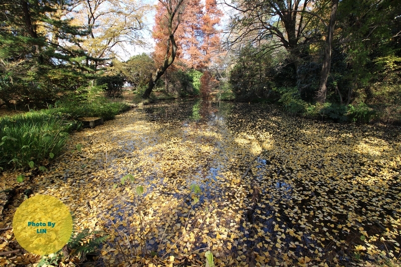 f:id:linlinsz81:20181224231617j:plain