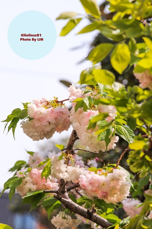 f:id:linlinsz81:20190420010606j:plain