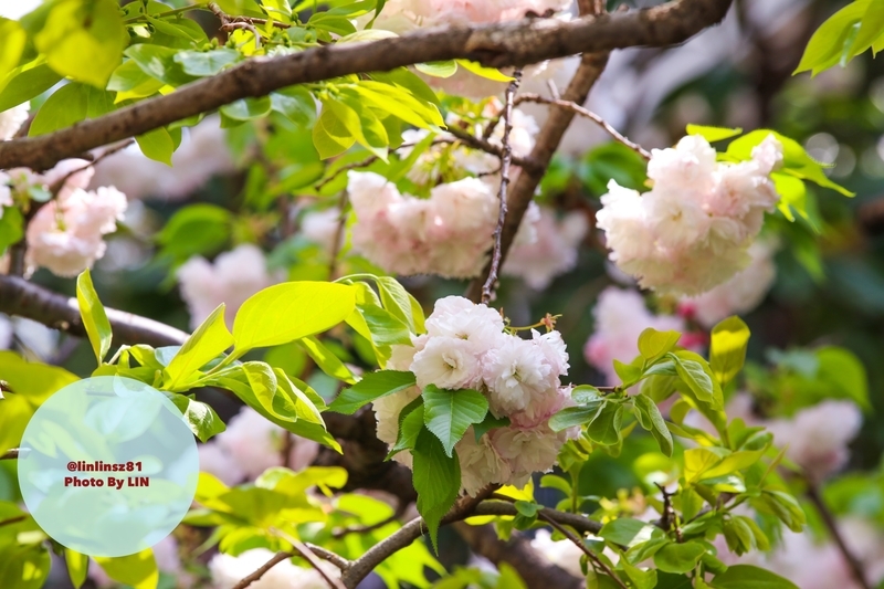 f:id:linlinsz81:20190420010607j:plain