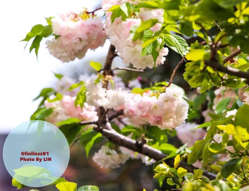 f:id:linlinsz81:20190420010608j:plain