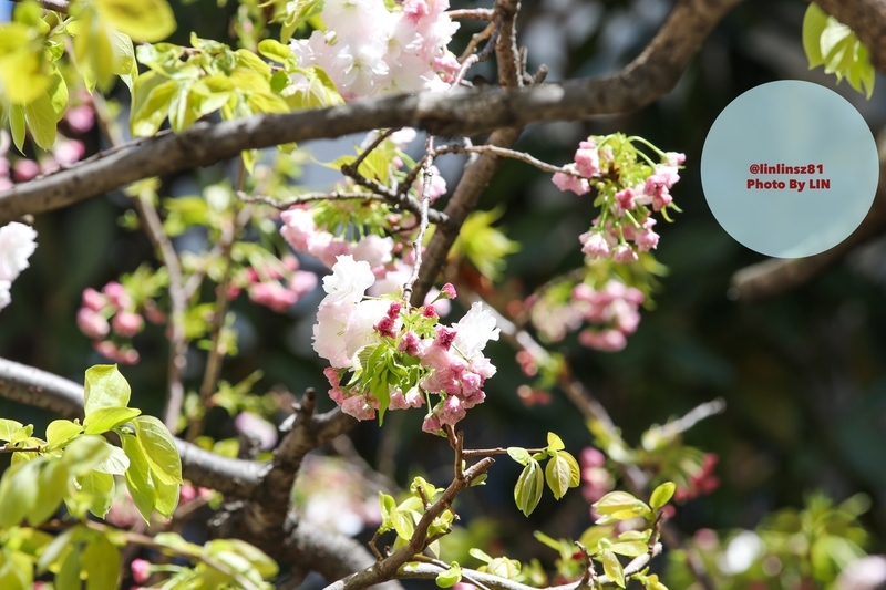 f:id:linlinsz81:20190420010610j:plain