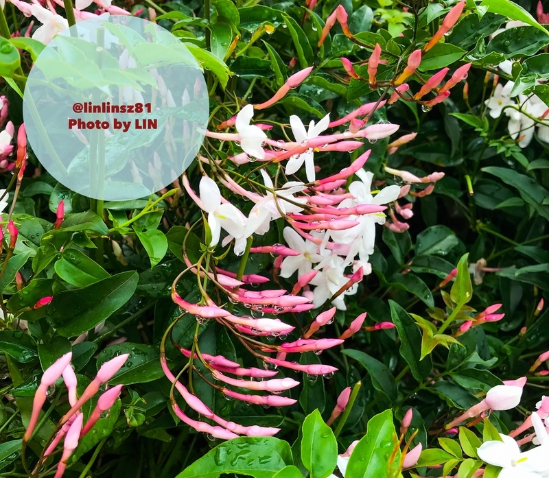 f:id:linlinsz81:20190501170607j:plain f:id:linlinsz81:20190501170607j:plain