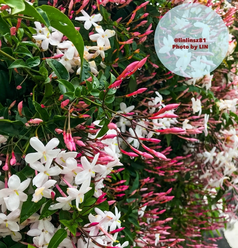 f:id:linlinsz81:20190501170609j:plain f:id:linlinsz81:20190501170609j:plain