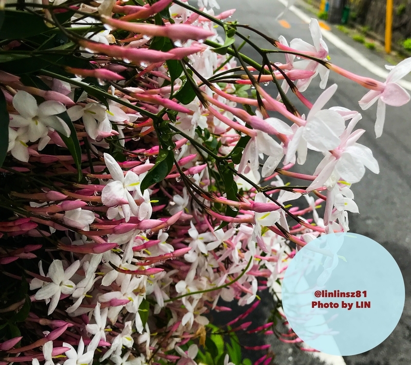 f:id:linlinsz81:20190501170611j:plain f:id:linlinsz81:20190501170611j:plain