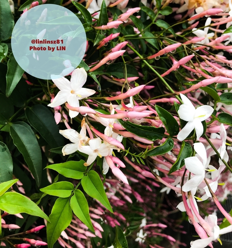 f:id:linlinsz81:20190501170612j:plain f:id:linlinsz81:20190501170612j:plain