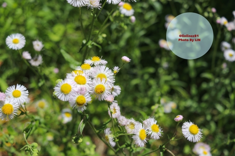 f:id:linlinsz81:20190508185111j:plain f:id:linlinsz81:20190508185111j:plain