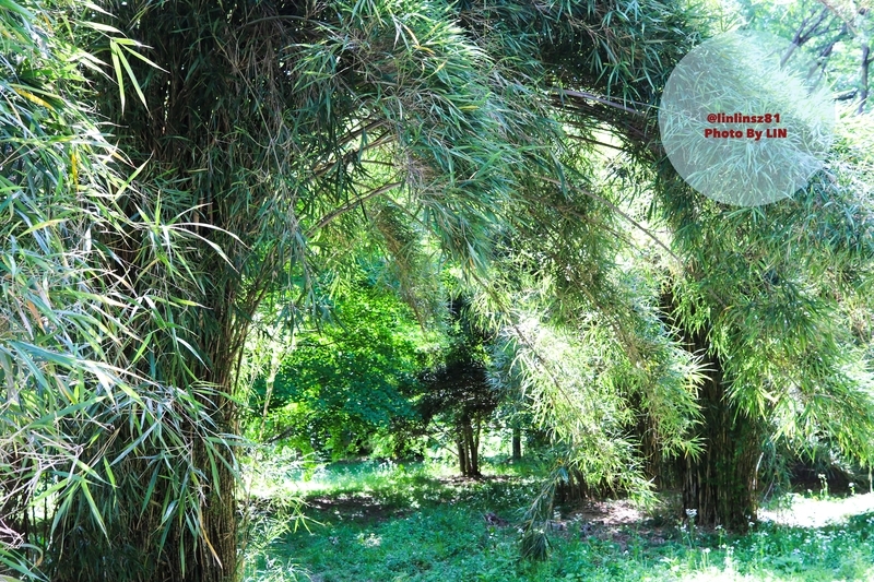 f:id:linlinsz81:20190508185115j:plain f:id:linlinsz81:20190508185115j:plain